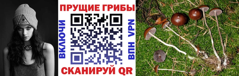 Псилоцибиновые грибы Psilocybe Купить закладки Касли
